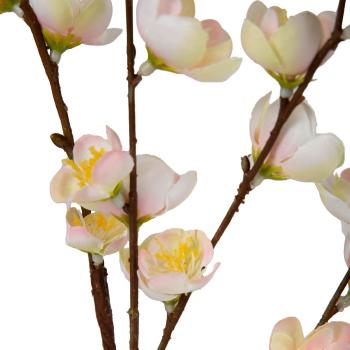 kirsebærblomst nærrbilde