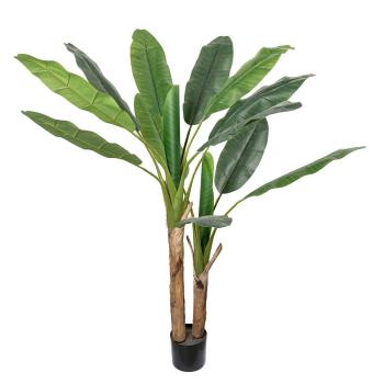 Banantre i sort potte