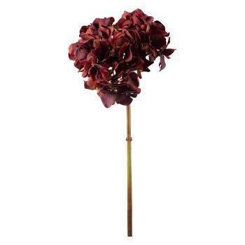 Stilkblomst Hortenisa 52cm