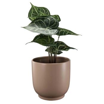 Potte Sandra 18,6cm med grønn plante