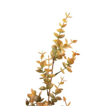 Stilk eucalyptus gren