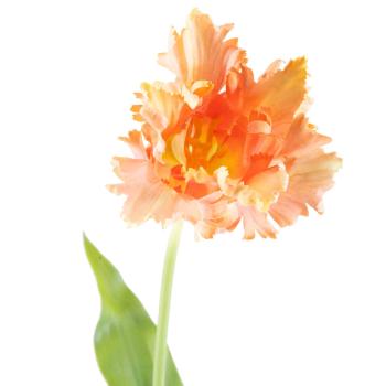 Tulipan stilkblomst