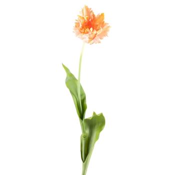 tuliplan nærbilde