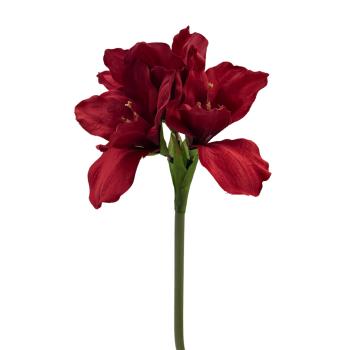 Stilkblomst Amaryllis rød