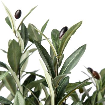 Nærbilde av oliventre
