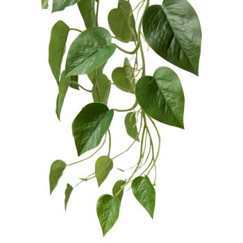 Hengende Gullranke nærbilde