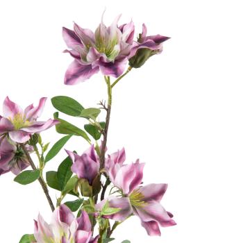 Nærbilde av blomstene på Gren Klematis 