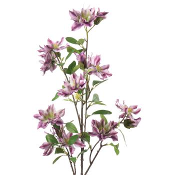 Gren Klematis blomst