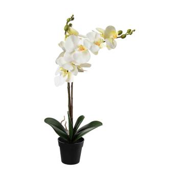Orkide i potte