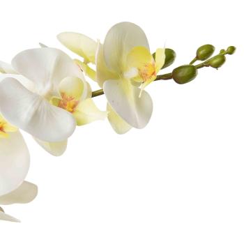 Nærbilde av blomst orkide