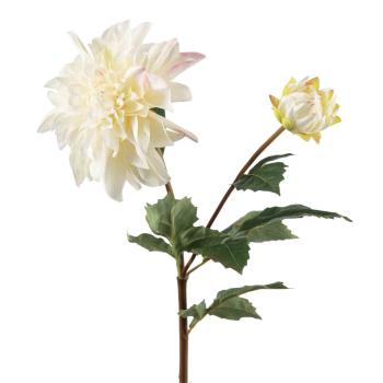 Stilkblomst Dahlia nærbilde