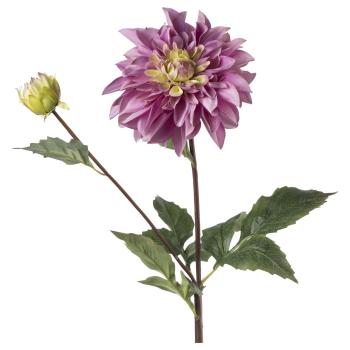 lilla dahlia