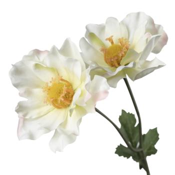 Stilkblomst Ranunkel 69 cm hvit