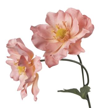 Stilkblomst Ranunkel 69 cm fersken