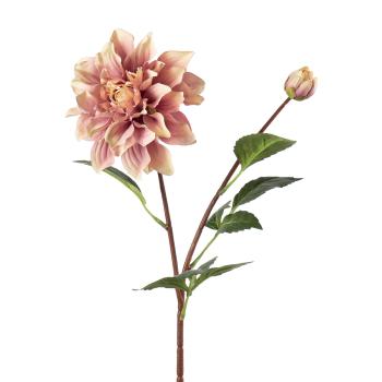 Stilkblomst Dahlia 70 cm rosa