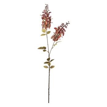 Stilkblomst Erythrina 102cm