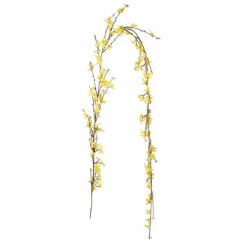 Girlander Forstythia 160cm