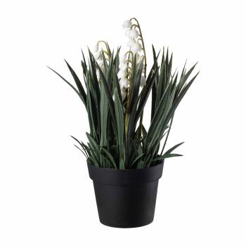 Plante Liljekonvall 23cm