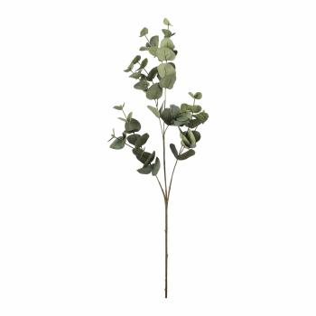 Gren Eucalyptus nærbilde