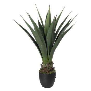 Plante Sisal 90cm