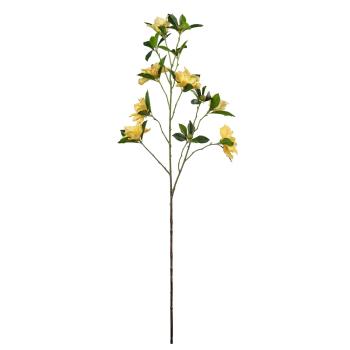 Stilkblomst Clematis 83cm