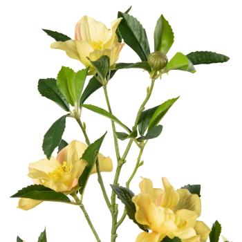 Stilkblomst Clematis 83cm