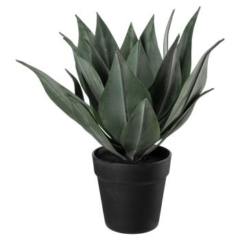 Plante Agave 38cm